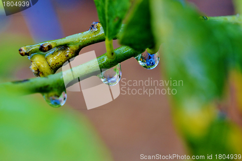 Image of Raindrop on leaf