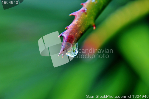 Image of raindrop on aloe vera leaf