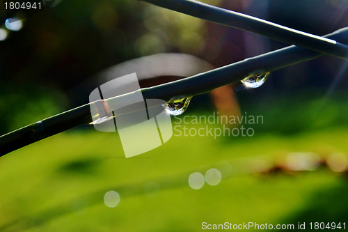 Image of Raindrops on bamboo grass
