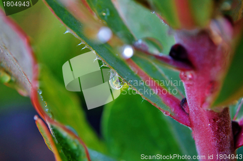 Image of Rain drop