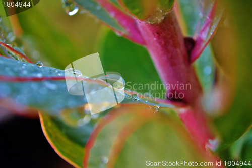 Image of Rain drop