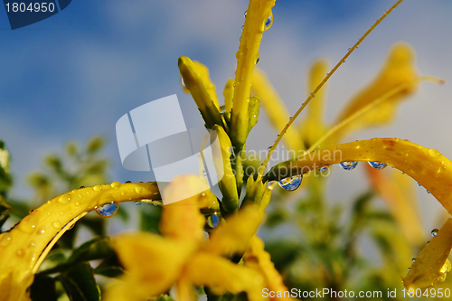 Image of Raindrops on blossom