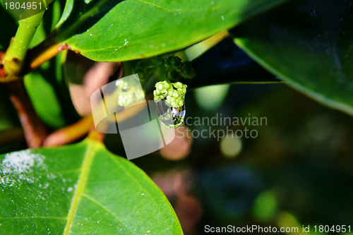 Image of Raindrop on leaf