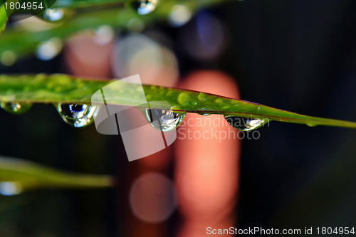 Image of Raindrops on leaf