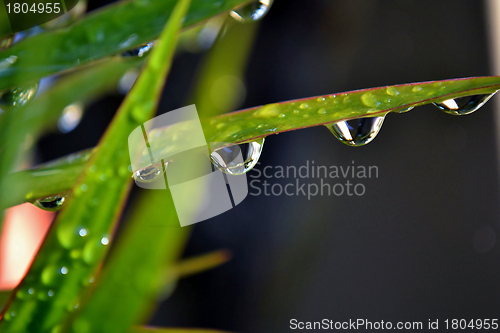 Image of Raindrops on leaf