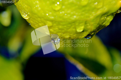 Image of Raindrops on lemon