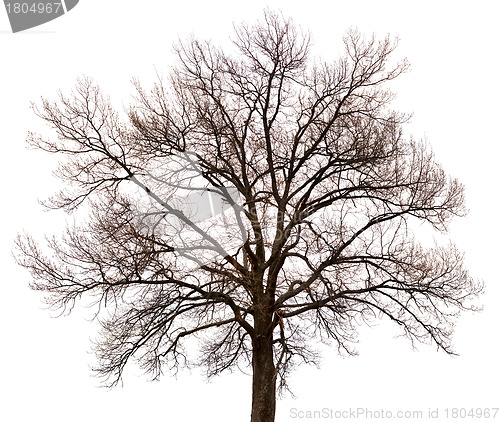 Image of Silhouette of a tree on white background