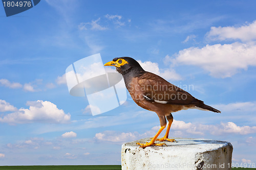 Image of Common mynah bird