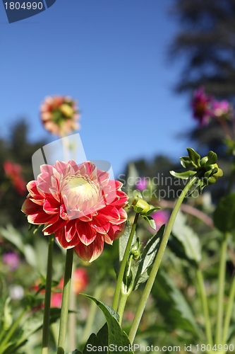 Image of flower meadow and blue sky