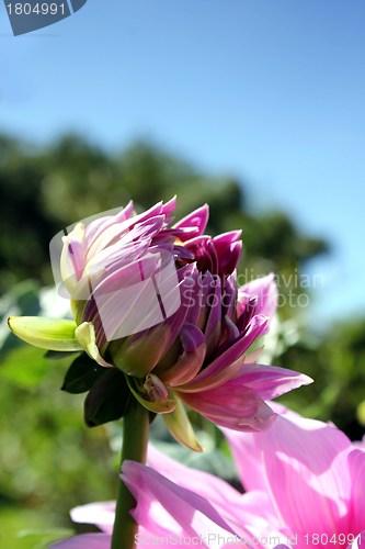 Image of pink flower