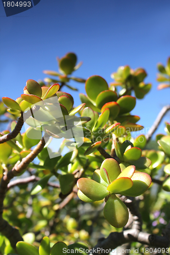 Image of thick leaf plant and summer sky