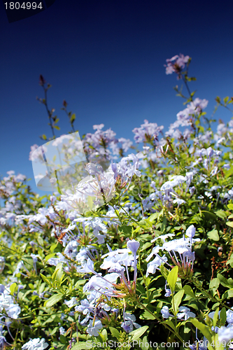 Image of blue flower meadow and blue sky