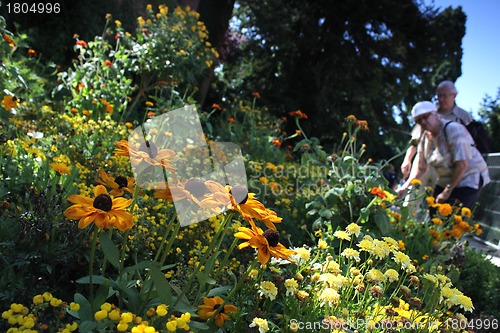 Image of summer meadow in the park