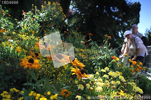 Image of summer meadow in the park