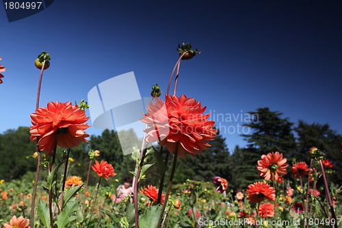 Image of red flower meadow and blue sky