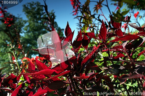 Image of red flower meadow and blue sky