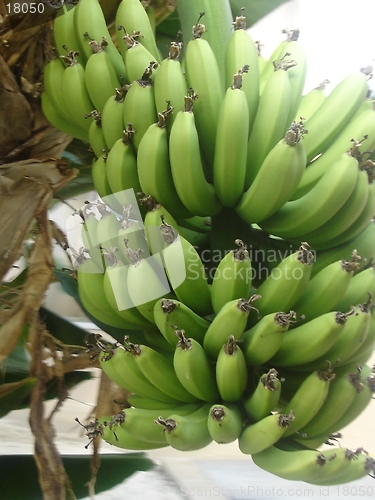 Image of Bunch of Bananas