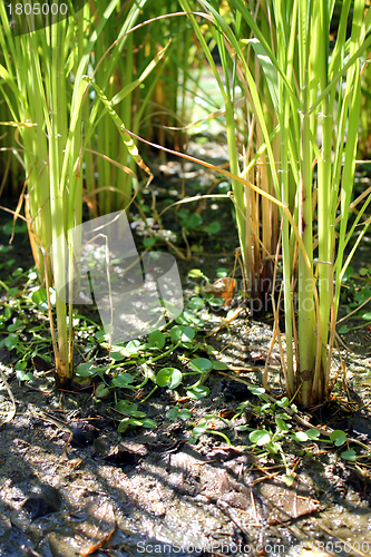 Image of reed in a swamp