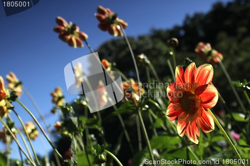 Image of red and yellow flowers looking at the sun