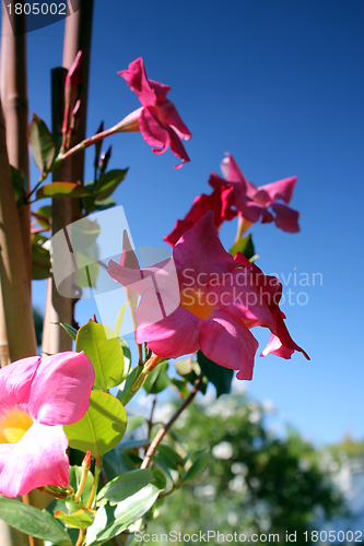 Image of pink flowers