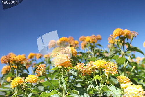 Image of yellow flower meadow and blue sky