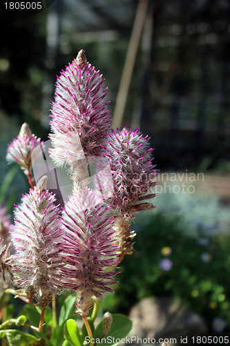 Image of pink flower forest