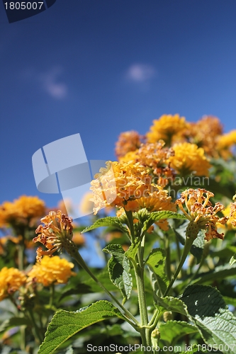 Image of yellow flower meadow and blue sky