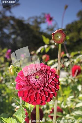 Image of flower meadow and blue sky
