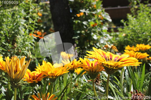 Image of yellow flower meadow