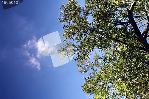 Image of summer tree