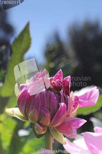 Image of pink flower