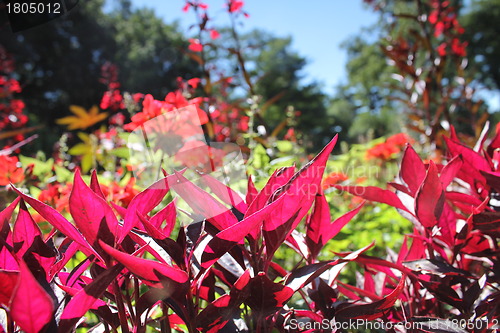 Image of red flower meadow and blue sky