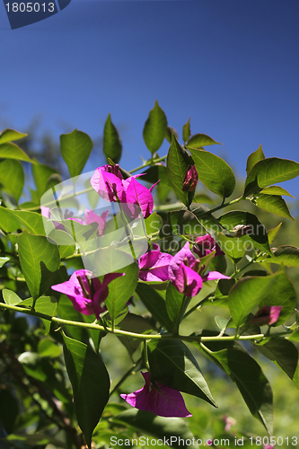 Image of pink flowers