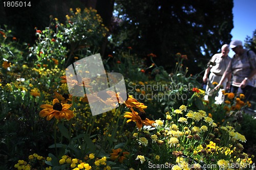 Image of summer meadow in the park