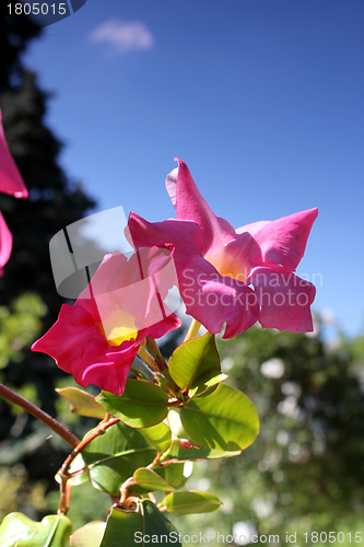 Image of pink flowers