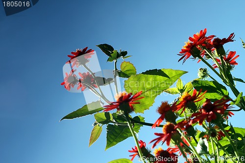 Image of red flower meadow and blue sky