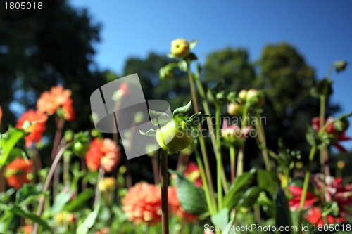 Image of flower bulbs