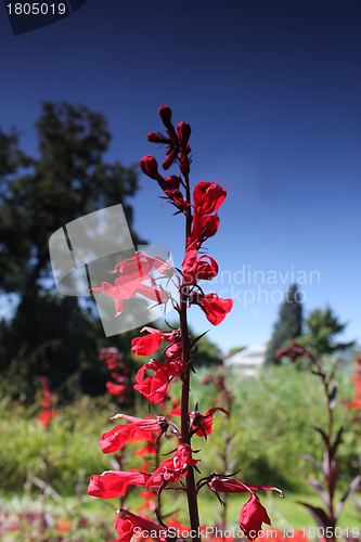 Image of red flower and summer sky