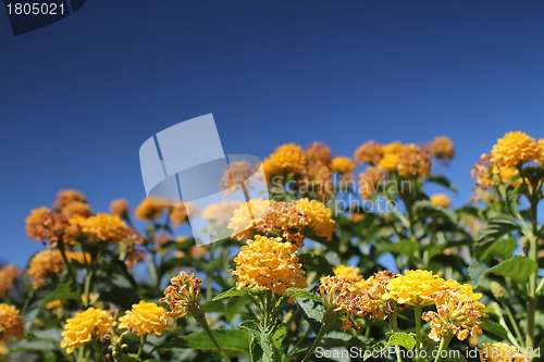 Image of yellow flower meadow and blue sky