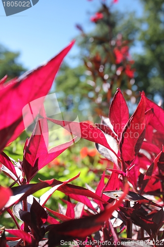 Image of red flower meadow and blue sky