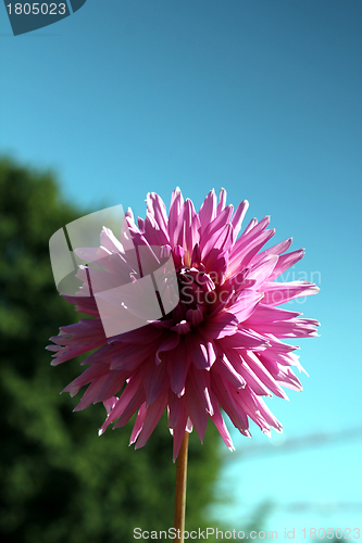 Image of pink flower