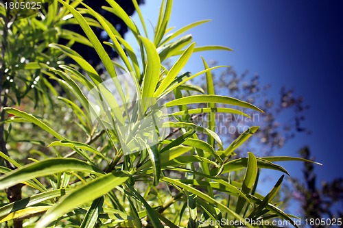 Image of green summer plants