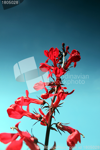 Image of red flower and summer sky