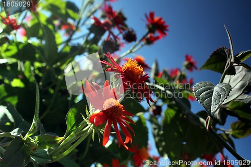Image of red flower meadow and blue sky