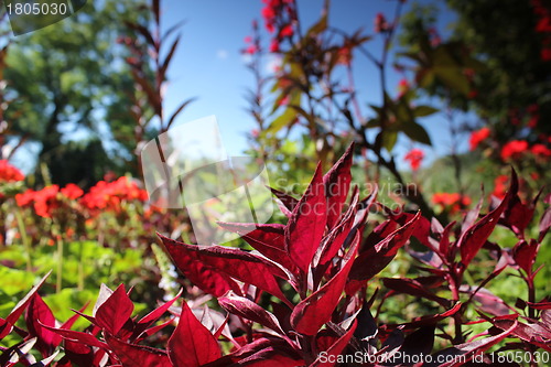 Image of red flower meadow and blue sky