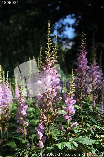 Image of pink flower forest