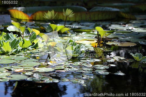 Image of water lilies an a beautiful pond