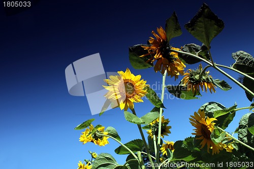 Image of sunflowers and blue summer sky