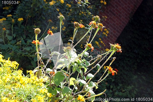 Image of park flowers