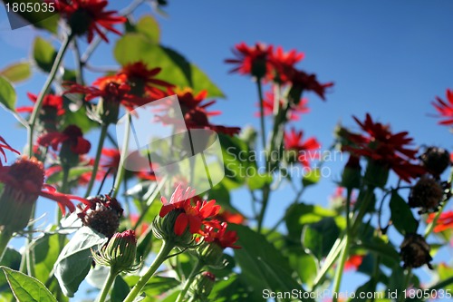 Image of red flower meadow and blue sky